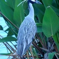 Yellow-crowned night heron 黃頂夜鷺