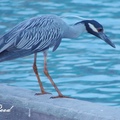 Yellow-crowned night heron 黃頂夜鷺