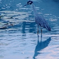 Yellow-crowned night heron 黃頂夜鷺