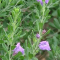 Texas Sage 玉芙蓉