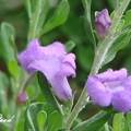 Texas Sage 玉芙蓉