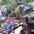 Oregon-grape 奧勒岡葡萄