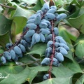 Oregon-grape 奧勒岡葡萄