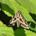 鱗翅目(Lepidoptera)天蛾科(Sphingidae)，體粗壯，前翅狹長，全球分布。
Austin
5/3/2008