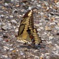 Giant Swallowtail 巨燕尾蝶