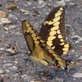 Giant Swallowtail 巨燕尾蝶