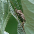  Leaffooted Bug 緣椿象