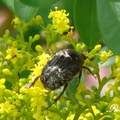 Scarab beetles, 金龜子