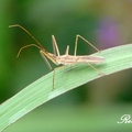 Assassin Bug 獵蝽象的一種