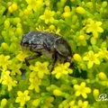 Scarab beetles, 金龜子