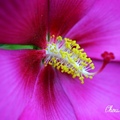Hibiscus 木槿花心