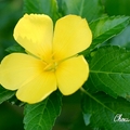 種名Turnera Ulmifolia，黃色花朵，日出而開，日落而合，葉片墨綠、邊緣鋸齒，種子隨風飄零，落地發芽成株。
耐熱耐旱，高至1.5-2 呎。