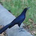 Boat-tailed Grackle (male)
The adult female is tawny-brown with darker wings and tail. 
