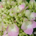 Hydrangea 繡球花