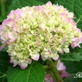 Hydrangea 繡球花