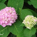 Hydrangea 斑葉繡球