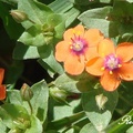 英國鄉間常見的一種紅色小花，小說紅花俠The Scarlet Pimpernel以其命名。
琉璃繁縷，又稱為海綠，是報春花科的小型植物，花雖小但卻頗令人驚艷。
