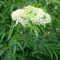 (Sambucus Canadensis) Honeysuckle family