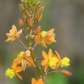 Bulbine, Bulbine Lily 花蘆薈