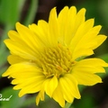 Coreopsis 波斯菊
