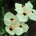 Bicolor Iris, Yellow Wild Iris 雙色野鳶尾, 黃野鳶尾
鳶尾科