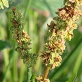 Curly Dock (Ripe Seeds) 長葉羊蹄 、皺葉酸模