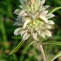 Lemon Beebalm 香蜂草