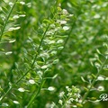 Virginia pepperweed 獨行菜、小團扇薺