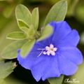 藍星花 Evolvulus nuttallianus