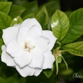 Gardenia 黃梔(玉堂春)