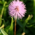 含羞草花 Mimosa