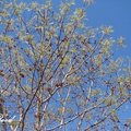 Pecan Tree 核桃樹