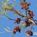 Pecan Tree 核桃樹