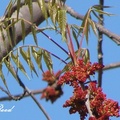 Pecan Tree 核桃樹