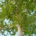 American Sycamore, Buttonball-tree 美國梧桐(一球懸鈴木)