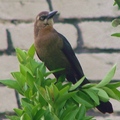 Brown-headed Cowbird 棕頭牛鸝