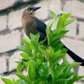 Brown-headed Cowbird 棕頭牛鸝