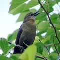 Brown-headed Cowbird 棕頭牛鸝