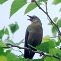 Brown-headed Cowbird 棕頭牛鸝