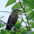 Brown-headed Cowbird 棕頭牛鸝