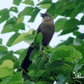 Brown-headed Cowbird 棕頭牛鸝