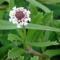 Vervain family馬鞭草科, 多年生草本，花期3-11月，植高1呎。白花五瓣，中心黃或淺紫色，聚成1/4吋球狀；葉2吋長。