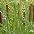 (Typha orientails) Cattail family香蒲科, 又名水蠟燭
多年生草本水生植物，具地下走莖，葉線形，穗狀花序頂生，雄花序位在上方，堅果長橢圓形，褐色。
