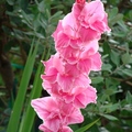 Gladiolus 唐菖蒲