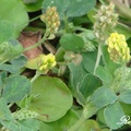 豆科，花期3-5月, 一或二年生草本，植高達16吋；

花徑1/4吋，花瓣5片鮮黃色，葉片三分，1/4-5/8吋。

