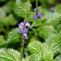 花藍紫色，穗狀花序，呈長鞭形，雌雄同株，為良好之蜜源植物，幾乎全年開花。葉對生，葉面油亮深綠色，葉緣具粗鋸齒。
