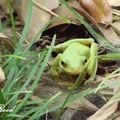U.S. Green Tree Frog 美國翡翠蛙