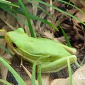 U.S. Green Tree Frog 美國翡翠蛙