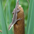 Lizard 蜥蜴