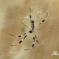 Nephila clavata(Fabricius) 橫帶人面蜘蛛